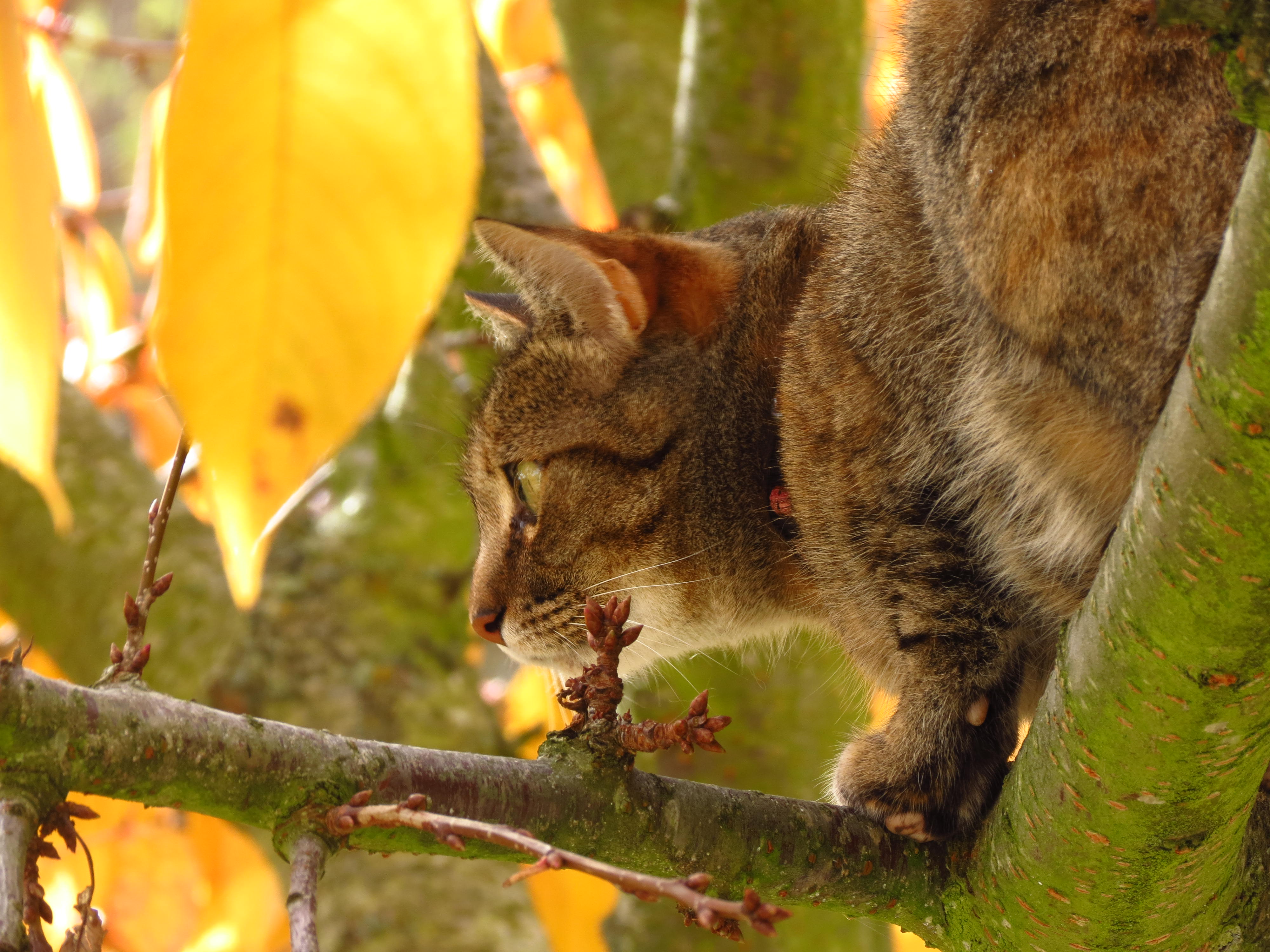 Gato oculto observando entre las hojas
